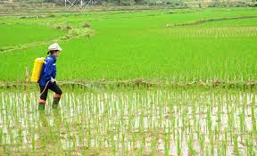 Hội nông dân tỉnh tập huấn Kỹ thuật phòng trừ sâu bệnh hại lúa